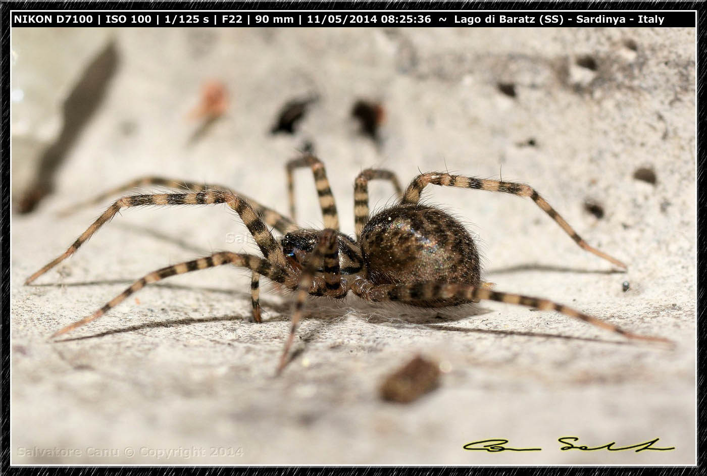 Tegenaria sp. dal Lago di Baratz (SS)